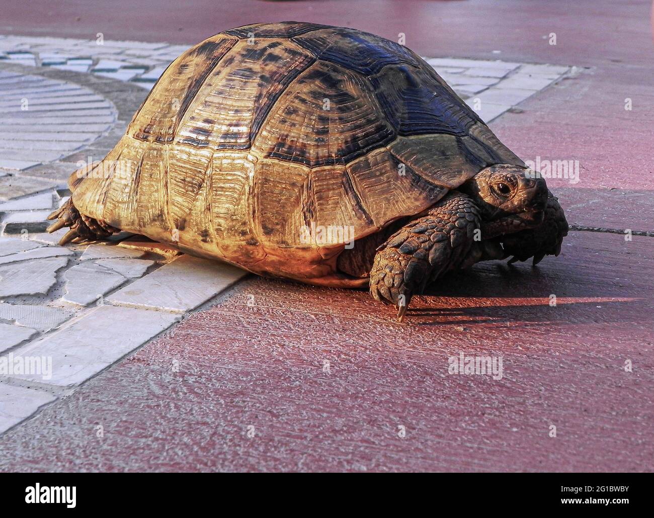 An old turtle with a huge shell Stock Photo