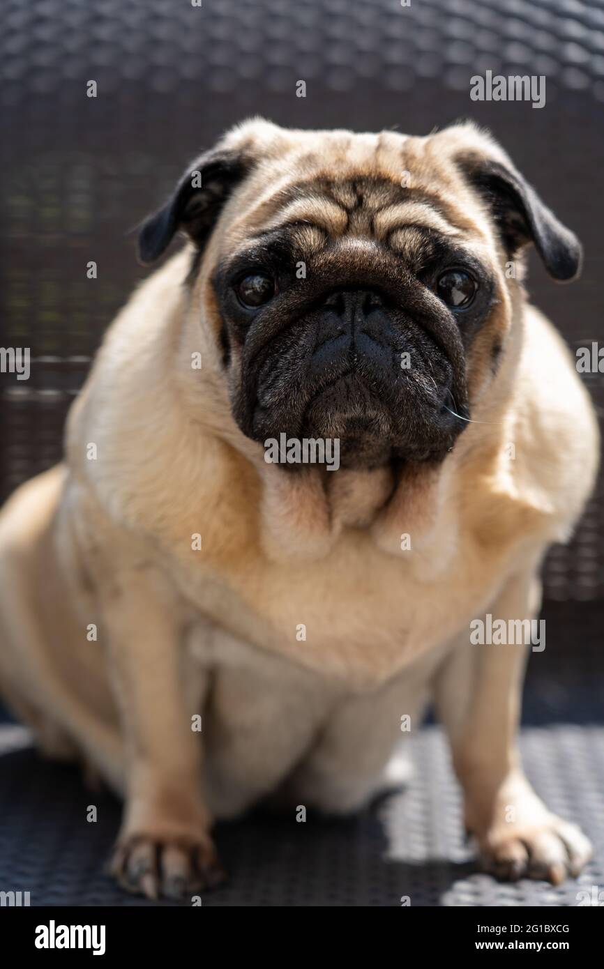 Pug Stock Photo