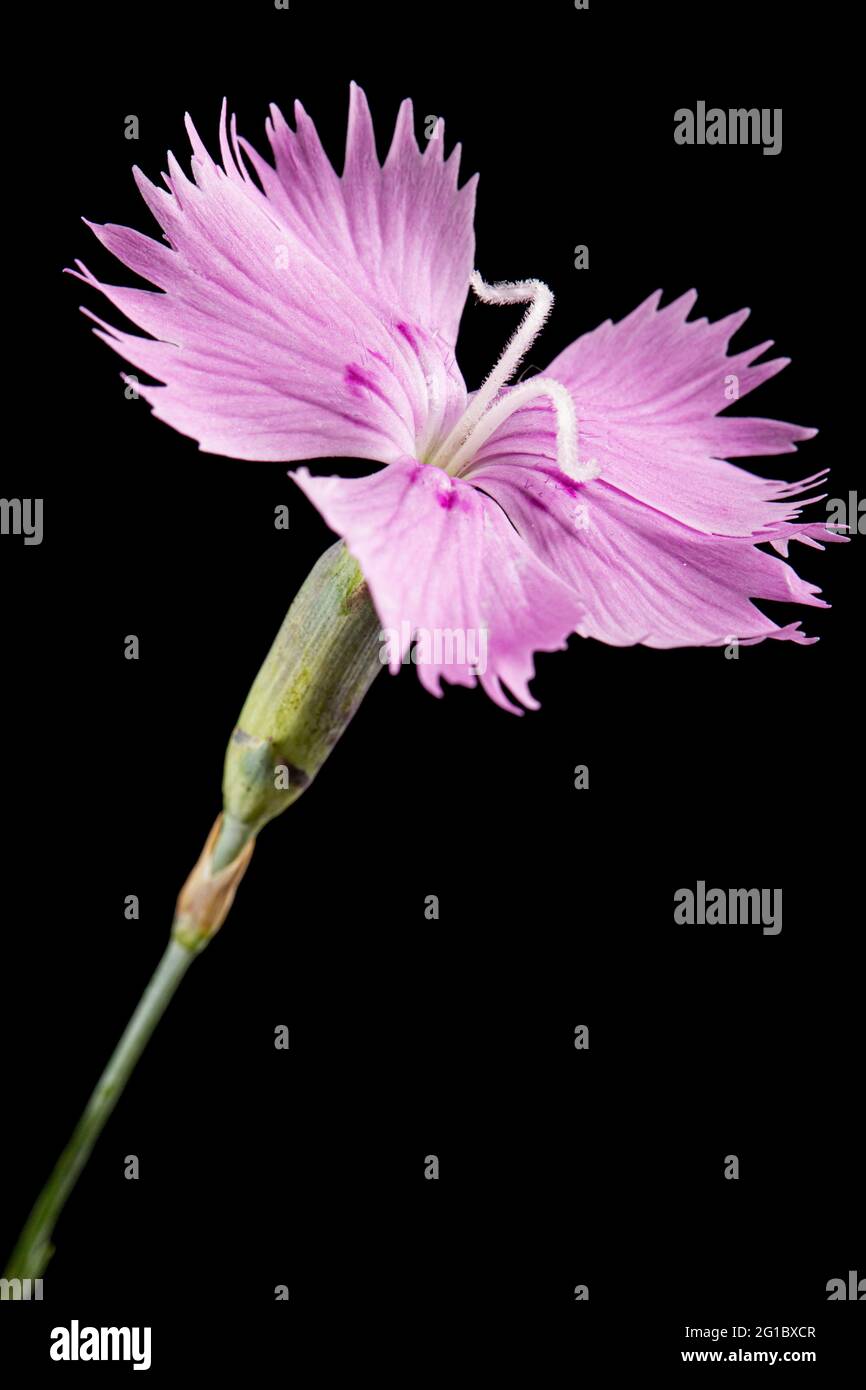 Pink flower of carnation, lat. Dianthus deltoides, isolated on black background Stock Photo