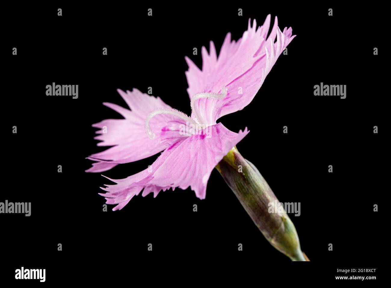 Pink flower of carnation, lat. Dianthus deltoides, isolated on black background Stock Photo