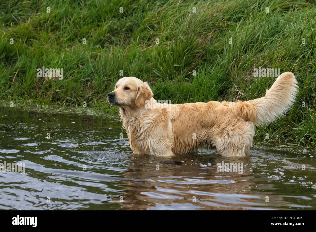 Golden retrievers in a country setting. Stock Photo