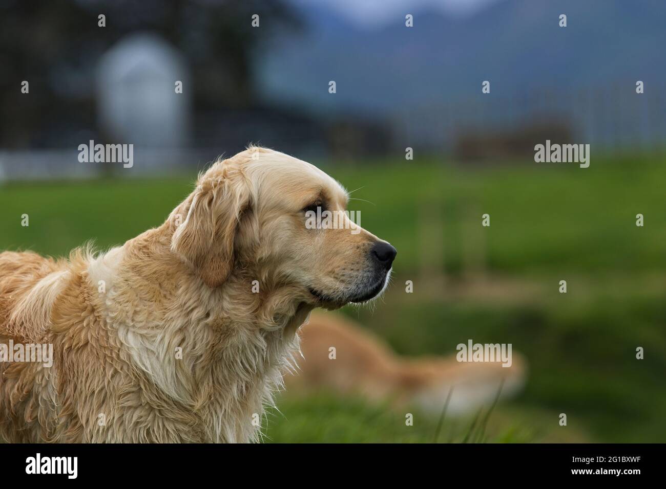 Golden retrievers in a country setting Stock Photo Alamy
