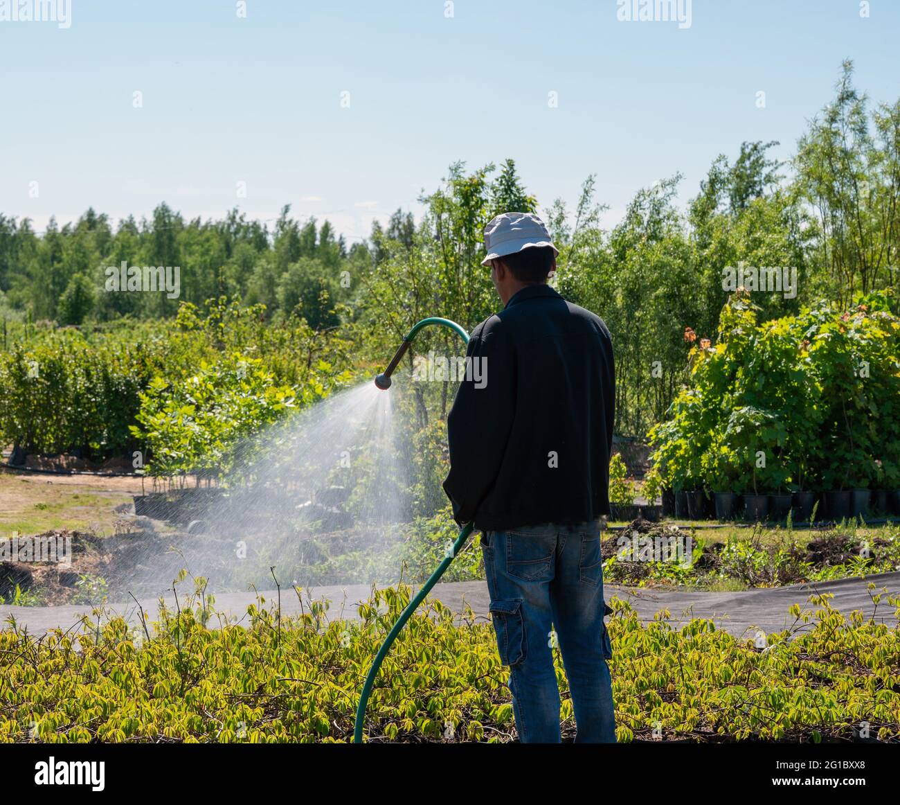 Man (Unrecognizable person) - tajik nationality, irrigating plants manually in plant nursery in Russia in Moscow oblast, Saint Petersburg, Ekaterinbur Stock Photo