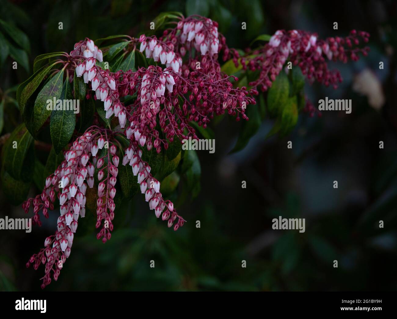 Pieris shrub flowering, up close Stock Photo