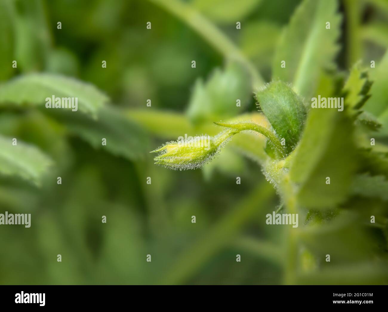 Kabuli chickpeas bud short before flowering, macro. Tine hairy green yellow bud. Known as bengal gram, garbanzo bean or cicer arietinum. Selective foc Stock Photo