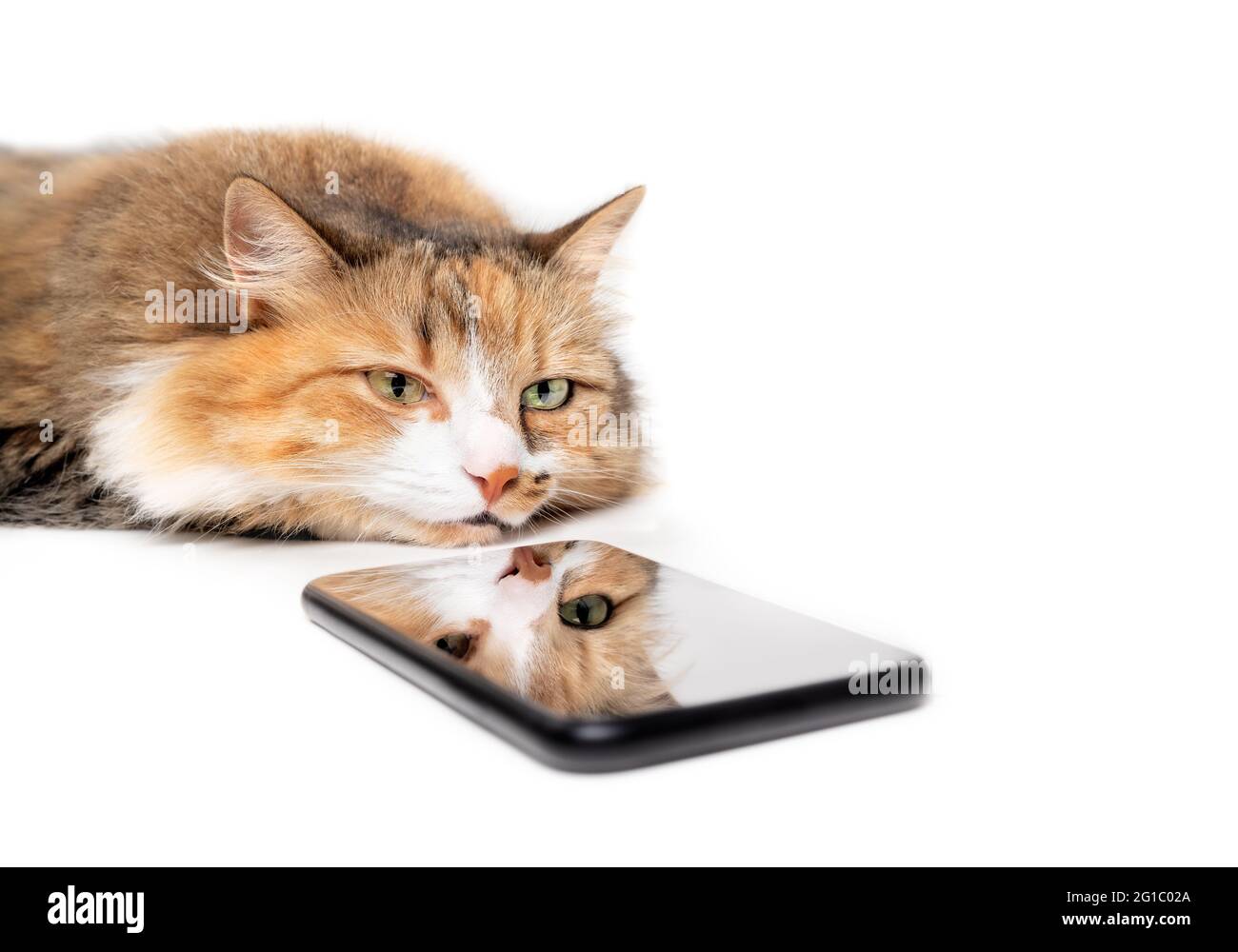 Cat with smartphone. Fluffy female kitty with bored and sleepy expression. Cats reflection is on the blank display. Concept for animals or pets using Stock Photo
