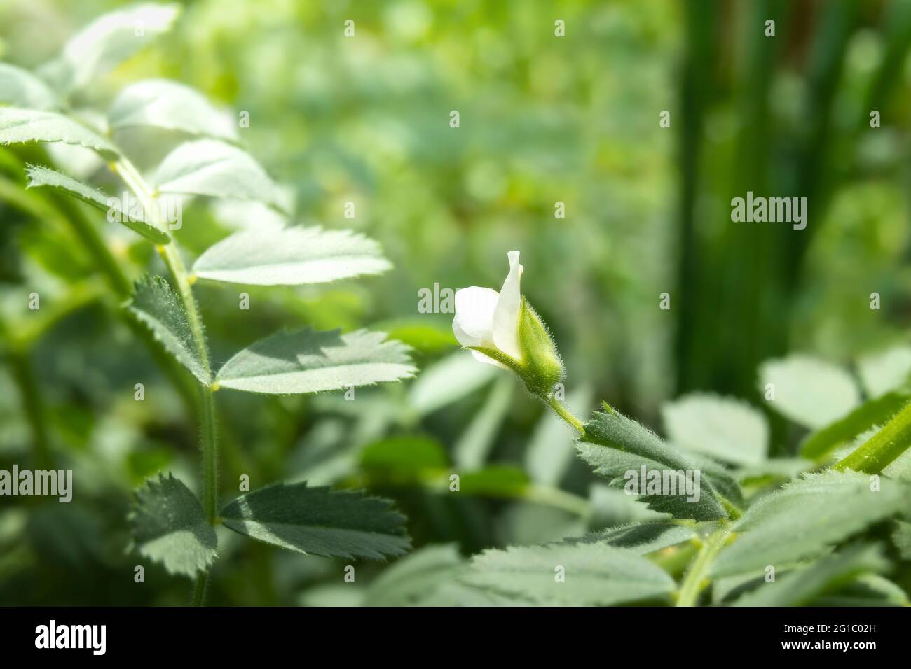Kabuli chickpeas flower on plant in garden. Stunning tiny white flower in sunlight. Known as bengal gram, garbanzo bean or cicer arietinum. Selective Stock Photo