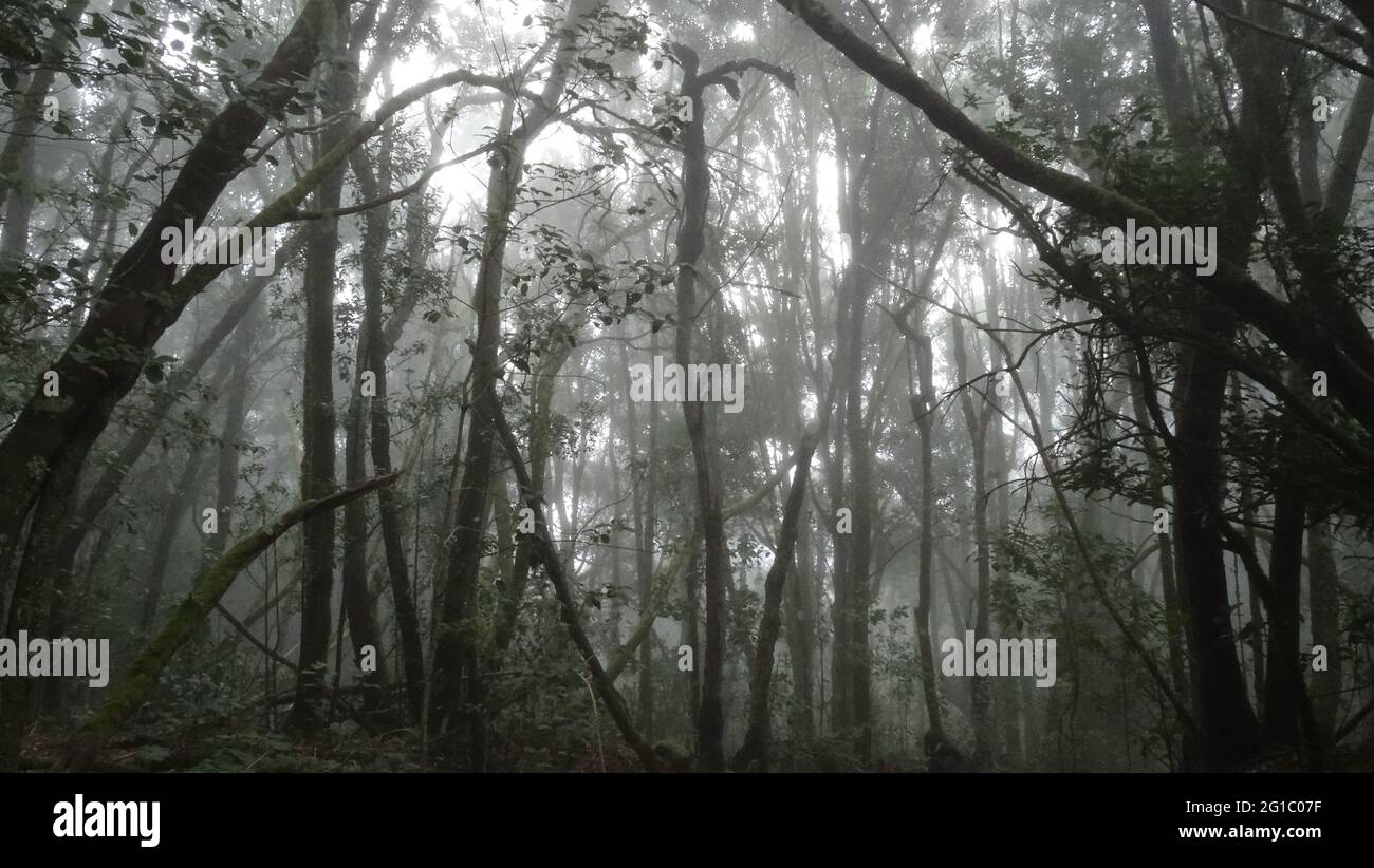 dark mystic atmosphere at foggy laurel forests at Teno Mountains on island of Tenerife, Canary Islands, Spain. Stock Photo