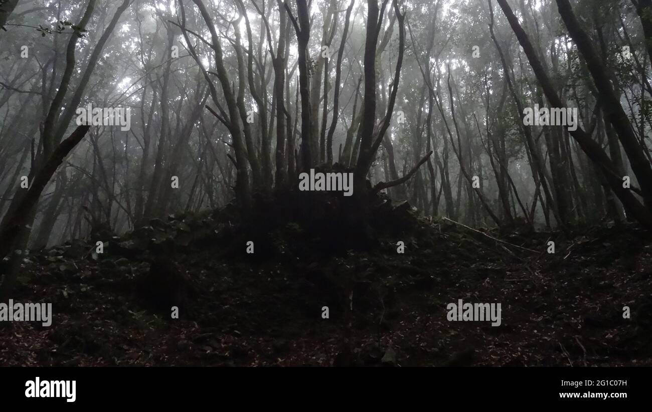 dark mystic atmosphere at foggy laurel forests at Teno Mountains on island of Tenerife, Canary Islands, Spain. Stock Photo