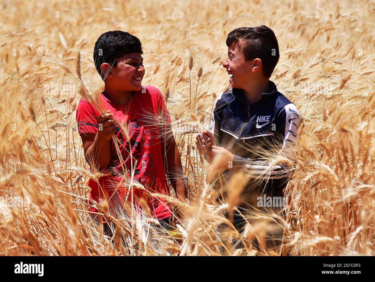 Damascus. 6th June, 2021. Syrian boys harvest wheat in the countryside of Damasus, Syria on June 6, 2021. Credit: Ammar Safarjalani/Xinhua/Alamy Live News Stock Photo