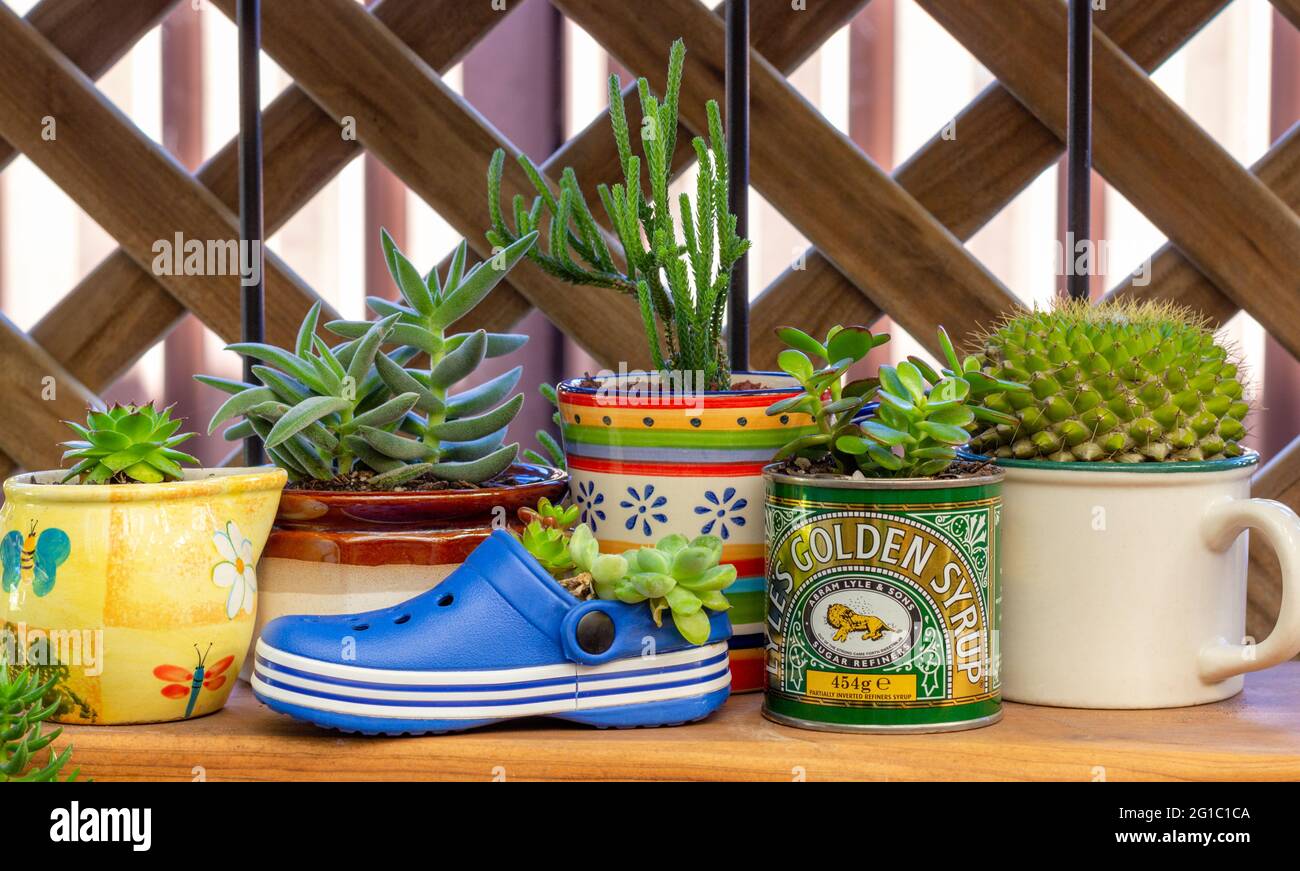 Recycle reuse shoe, tin, mugs and pots for succulent plants on shelf in eco garden, upcycle to reduce waste Stock Photo