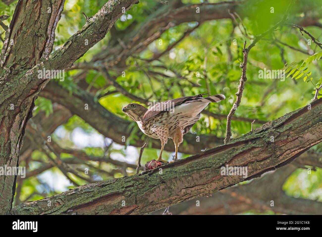 Coopers Hawk Watching While Eating its Catch in Elk Grove Village, Illinois Stock Photo