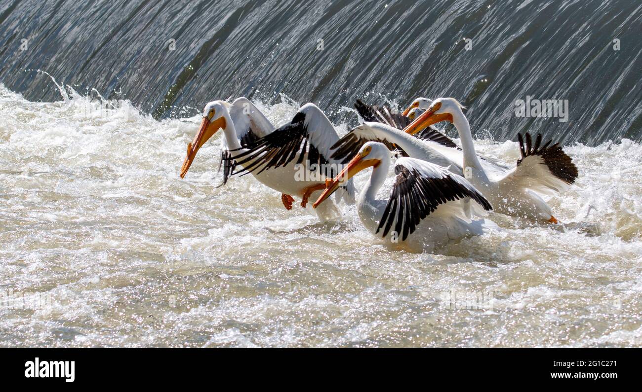 American White Pelicans fishing in a river Stock Photo