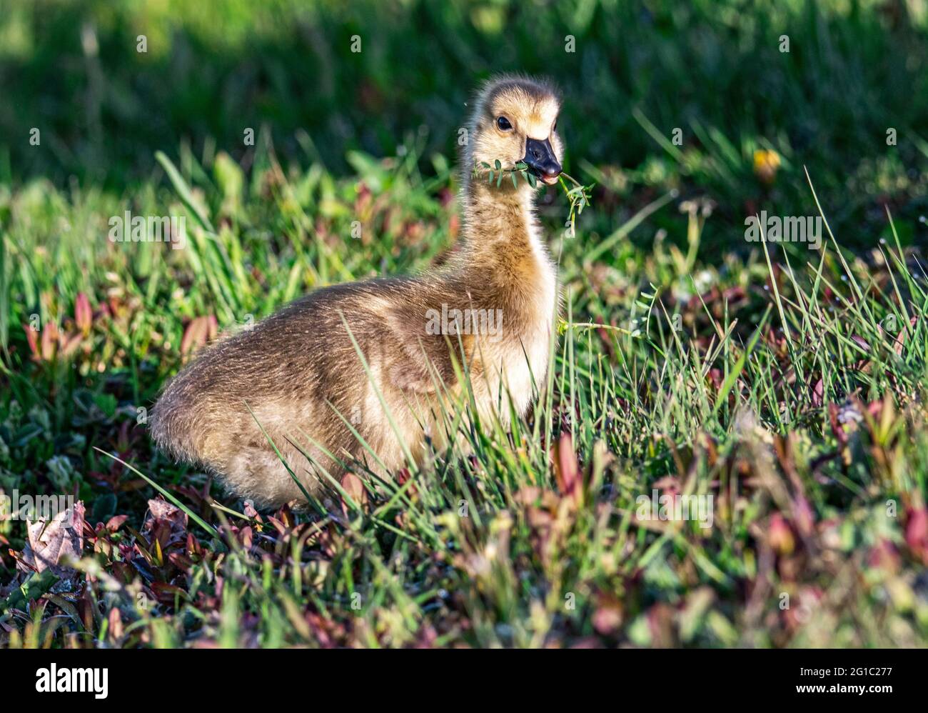 A Canada Goose Gosling grabbing some food. Stock Photo