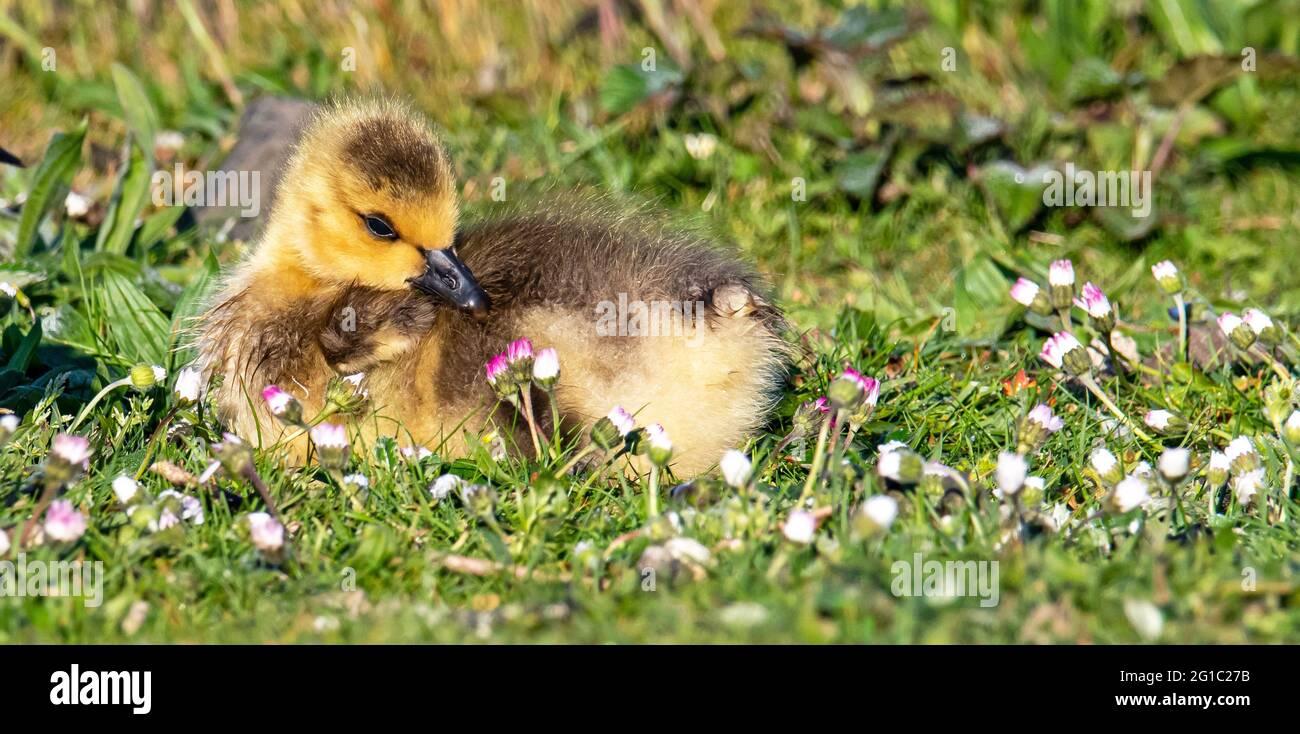 A Canada Goose Gosling taking a break from eating Stock Photo