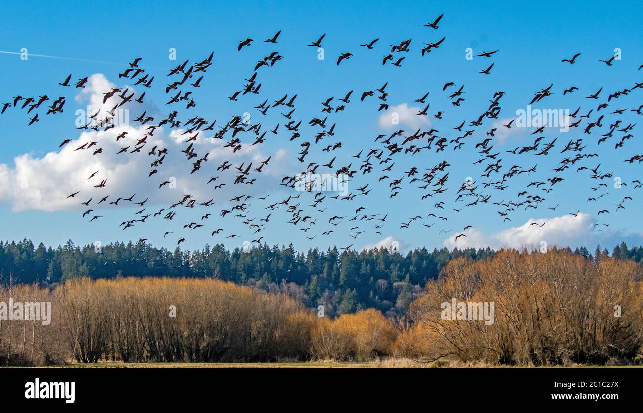 A flock of Canada Geese flyby Stock Photo