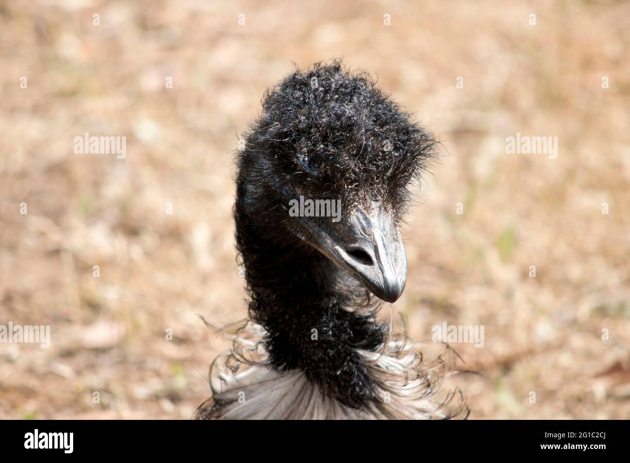 the Australian emu is a tall flightless bird with long feathers on its body.  It has black feathers on its neck and head Stock Photo