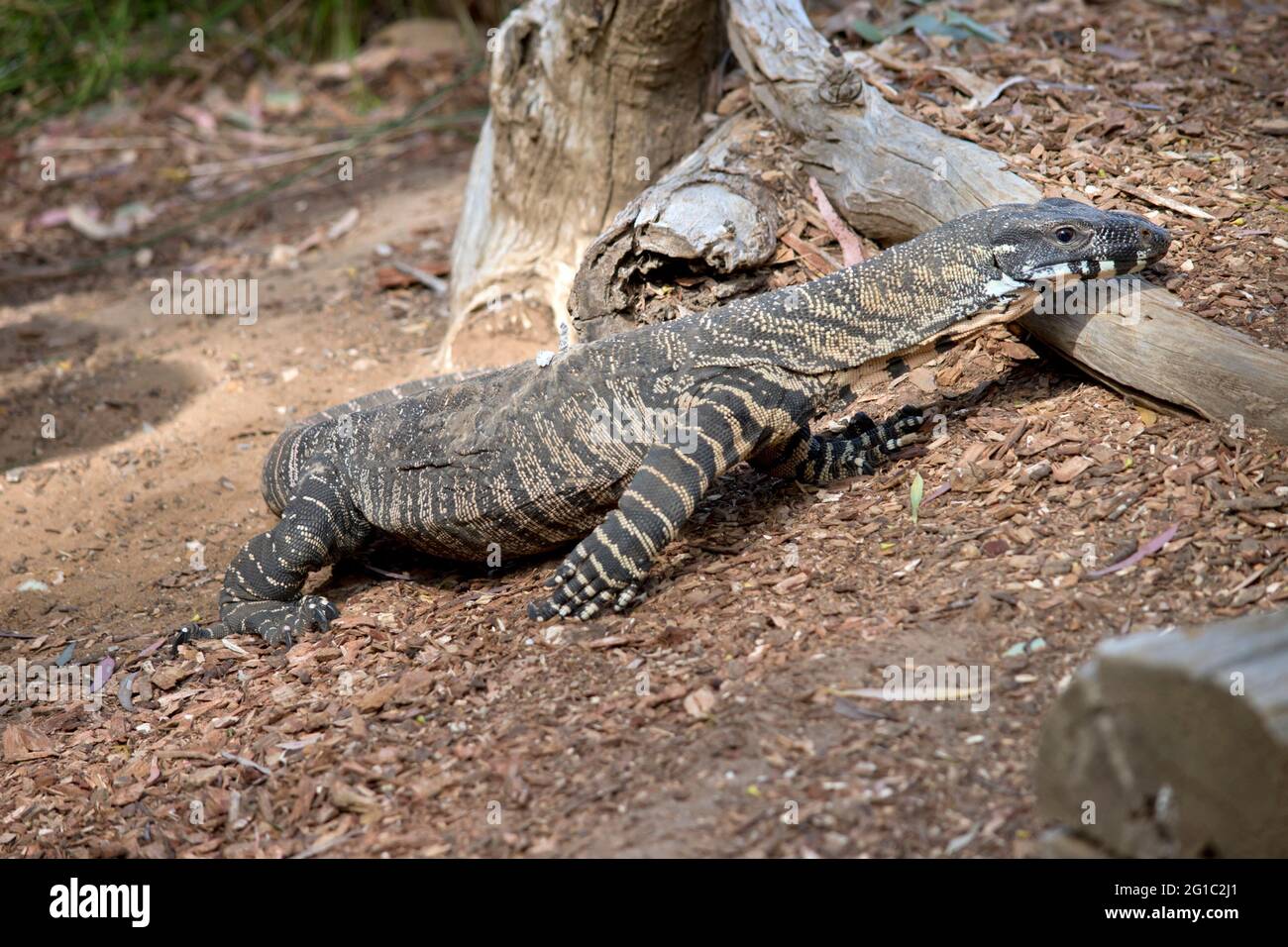 the lace monitor lizard eats small animals and fruit. they are the second largest lizard in Australia Stock Photo