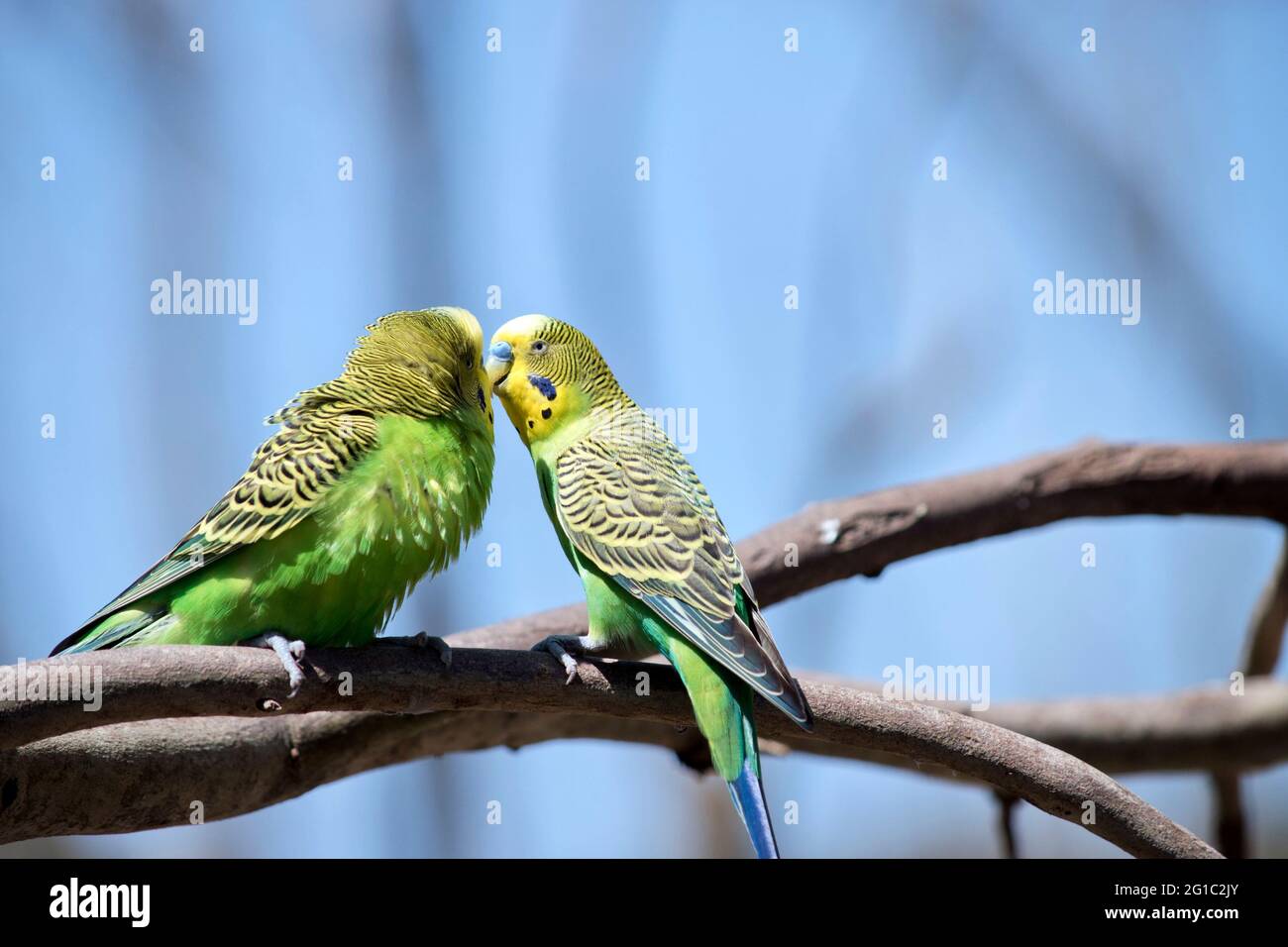 Bright yellow feathers hi-res stock photography and images - Alamy