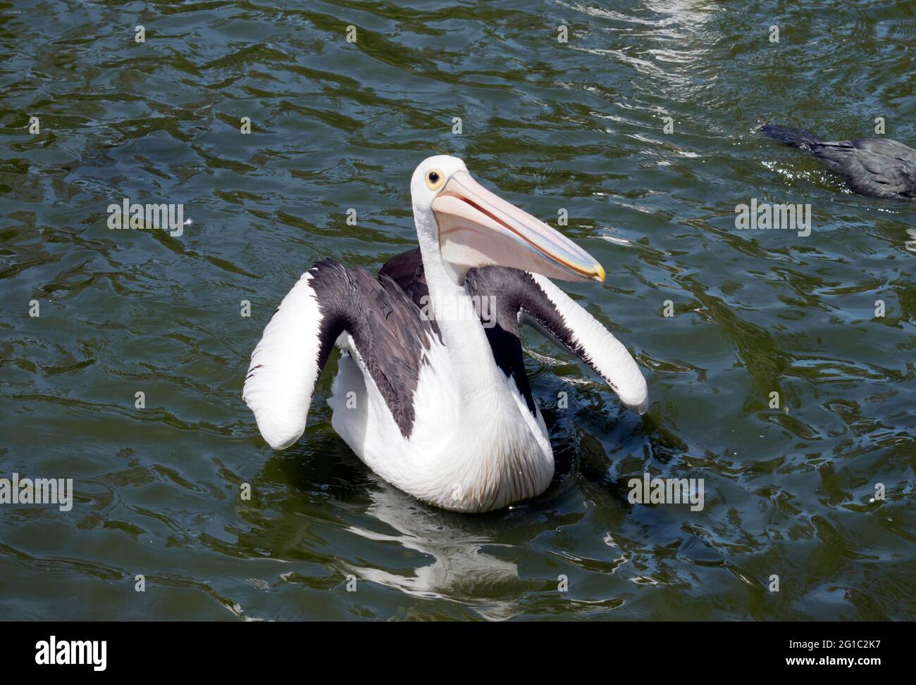 the Australian pelican is a black and white sea bird Stock Photo