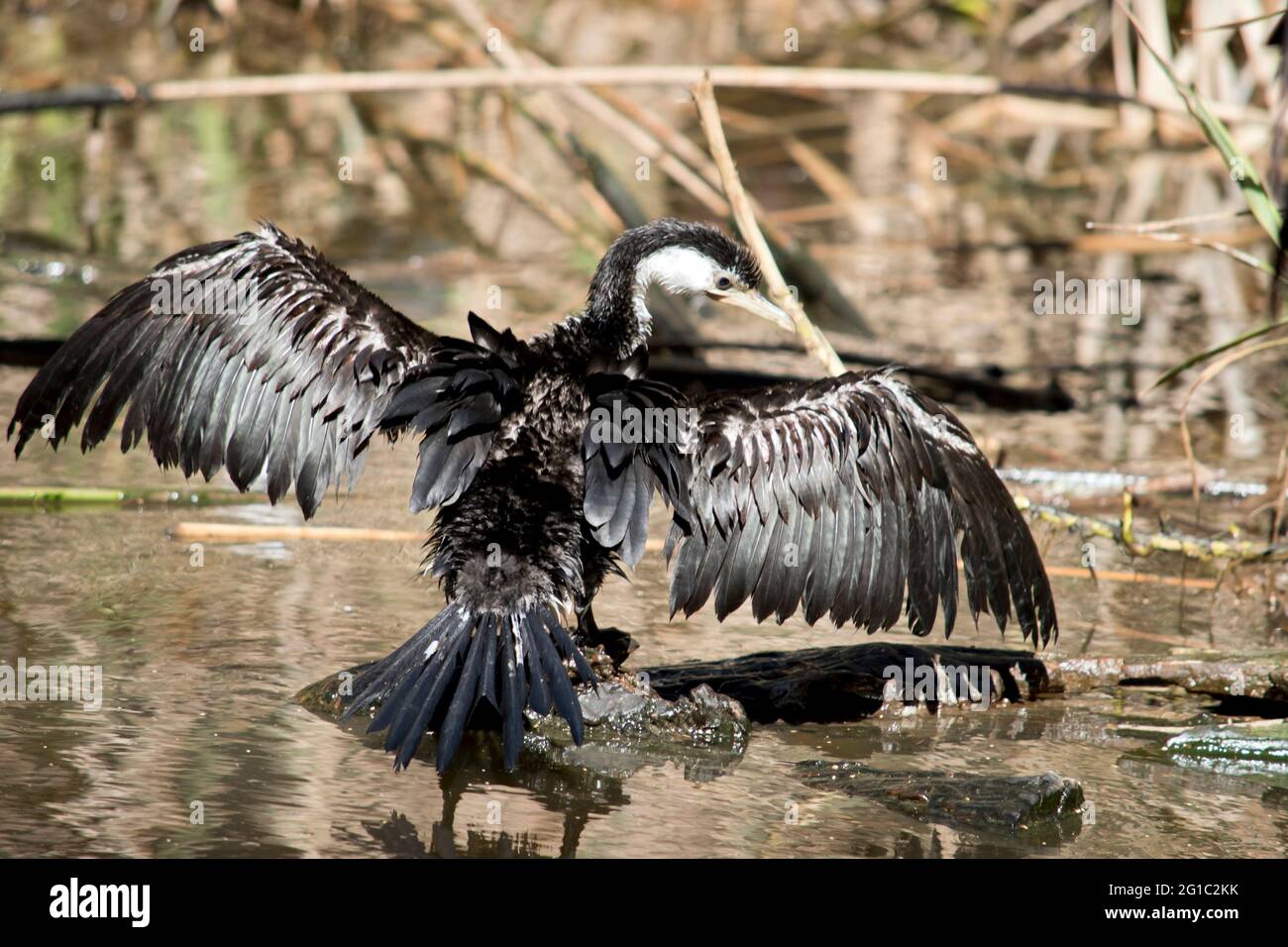 The Pied Cormorant is a large black and white bird with a long, grey, hooked bill and black legs and feet Stock Photo