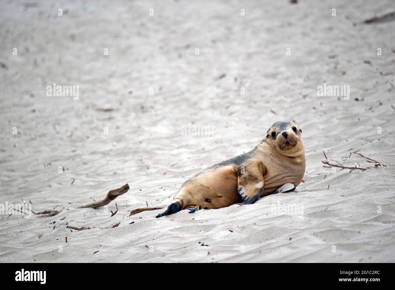 the sea lion pup is grey and white with black eyes and black flippers Stock Photo