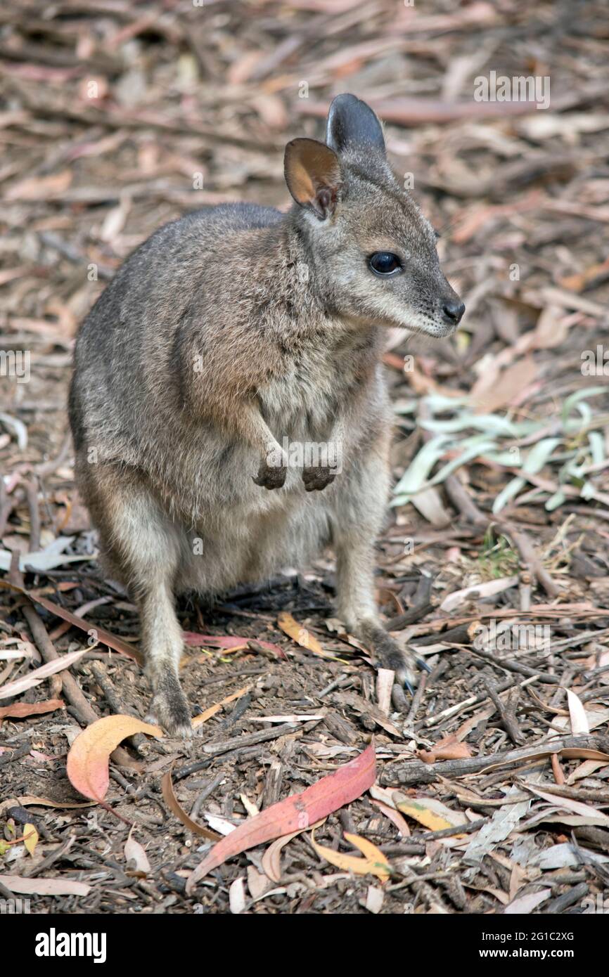 Dama Wallaby High Resolution Stock Photography and Images - Alamy