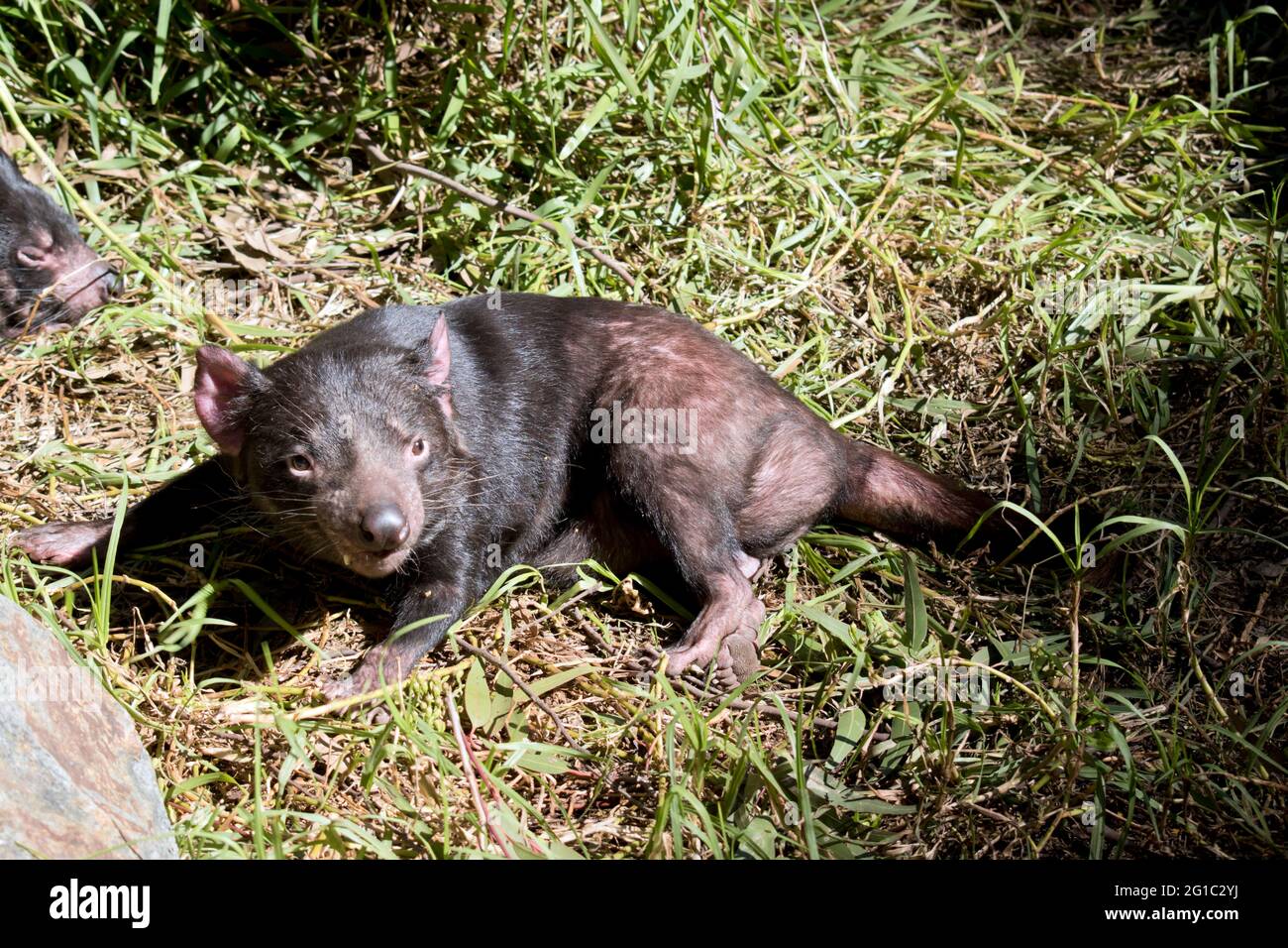 the Tasmanian devil is resting on the grass Stock Photo