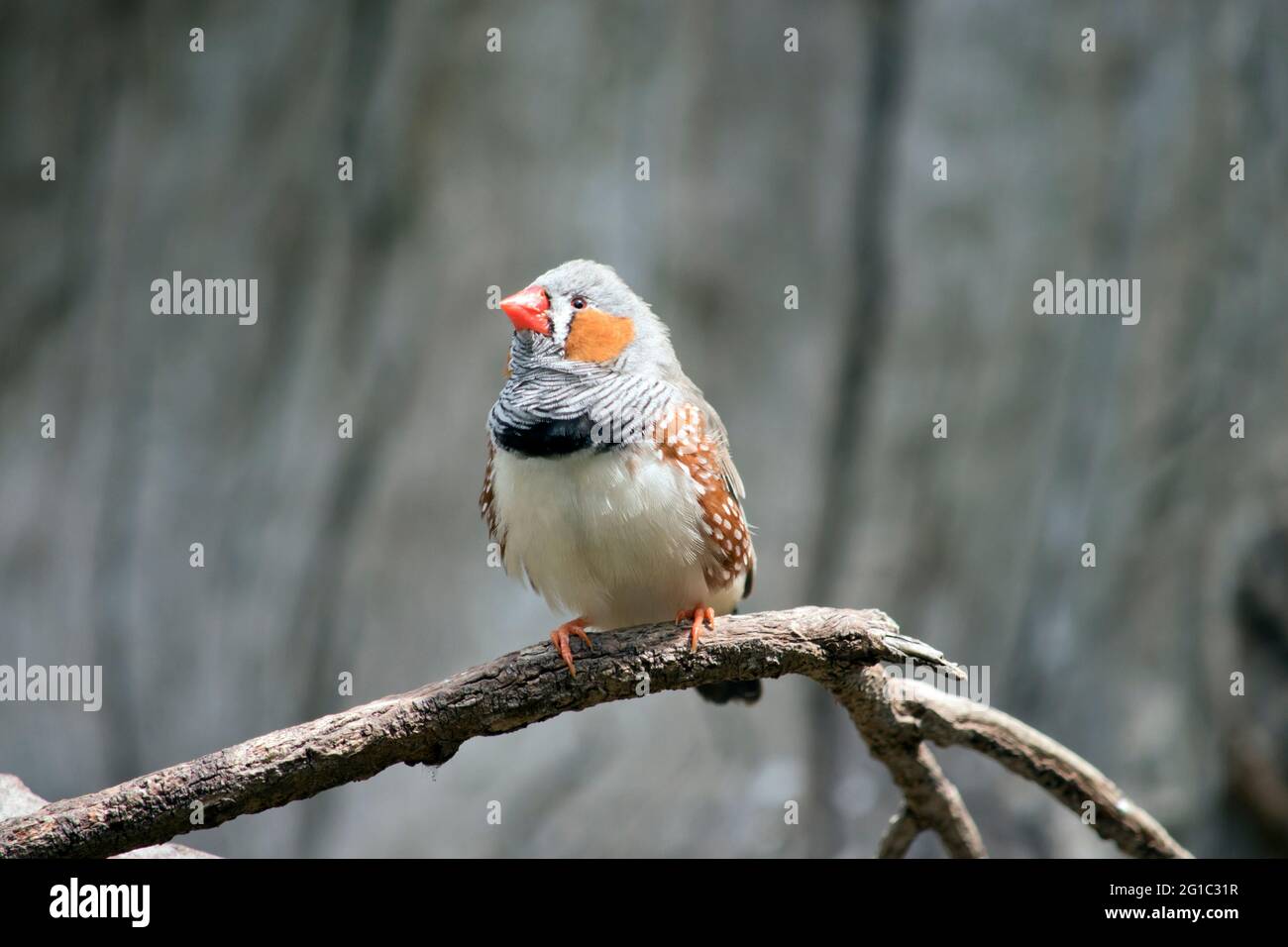 the zebra finch is a colorful bird with an orange beak, grey feather, with brown and white spots and an orange cheek Stock Photo