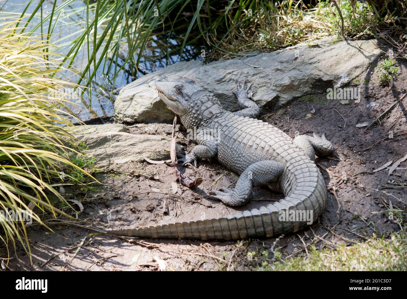 the alligator is resting in the sun as it is cold blooded Stock Photo
