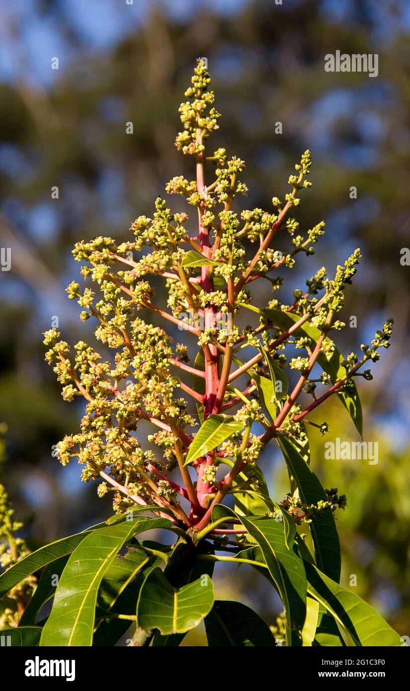 Persea Americana Flowers High Resolution Stock Photography And Images Alamy