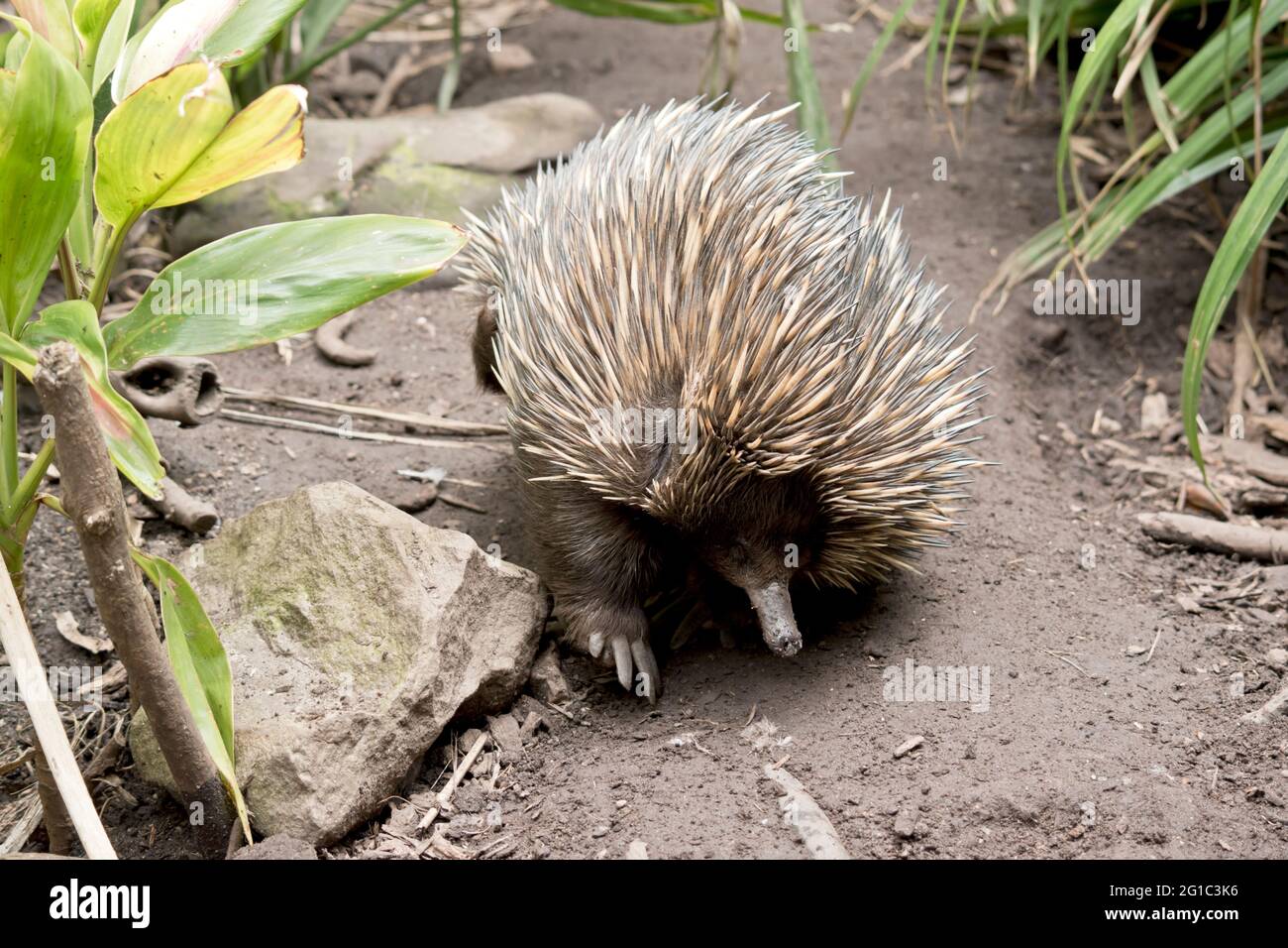 the echidna has a long pointed nose that he uses to sniff out ants Stock Photo