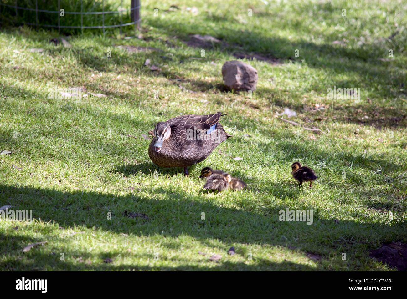 the pacific black duck is cream and brown with a black bill Stock Photo