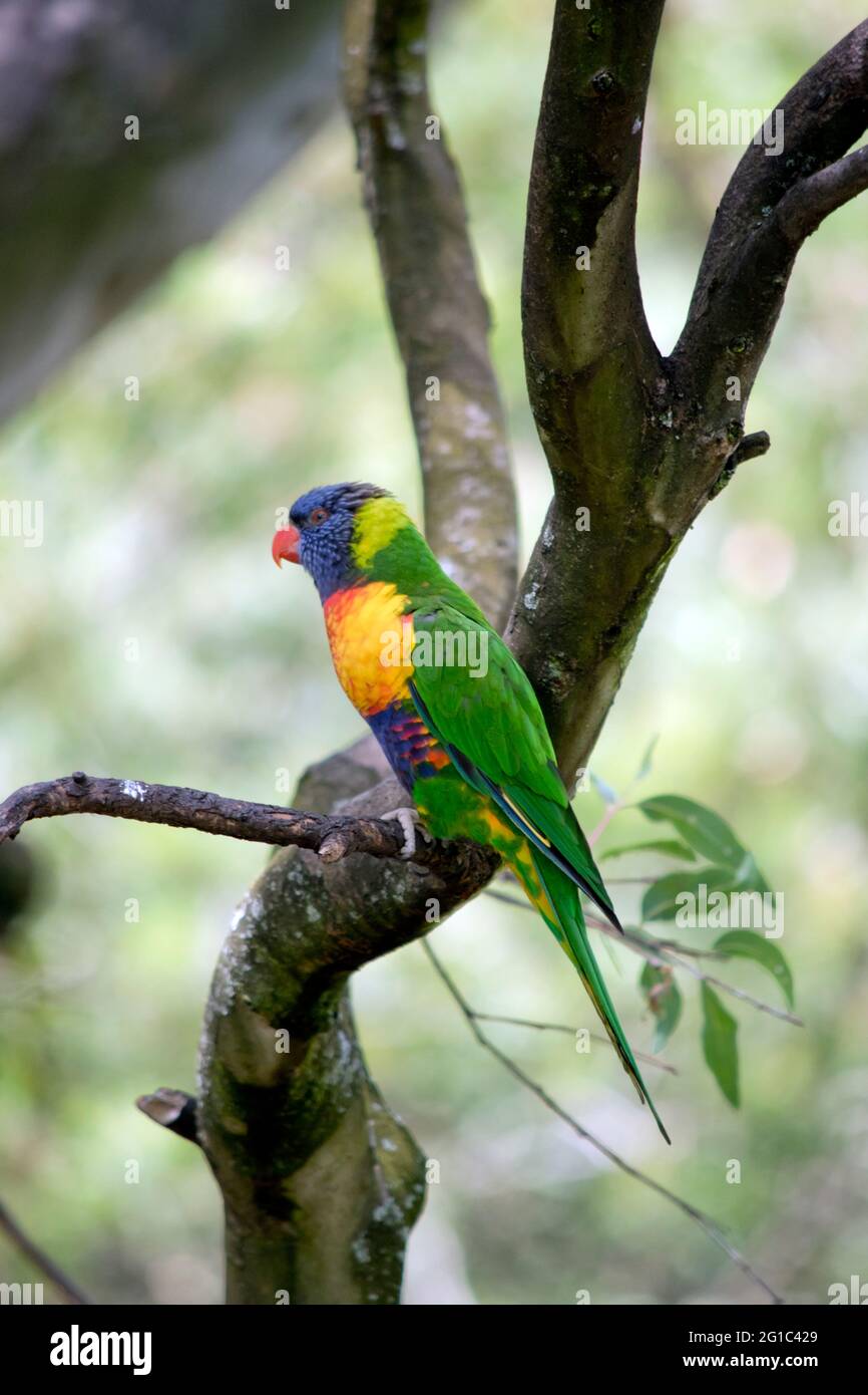 the rainbow lorikeet is a colorful bird.  It has  green wings and a red beak. Stock Photo