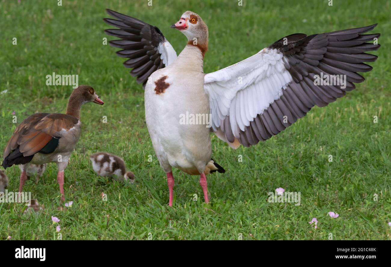 Male Egyptian goose (Alopochen aegyptiacus) with spread wings Stock Photo