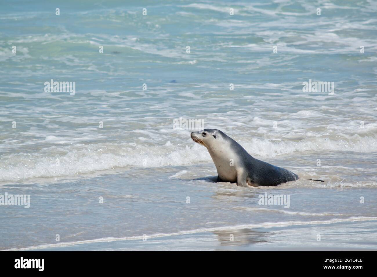 the sea lion is walking onto the beach Stock Photo