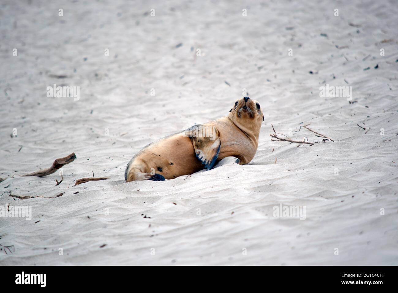 the sea lion pup is grey and white with black eyes and black flippers Stock Photo