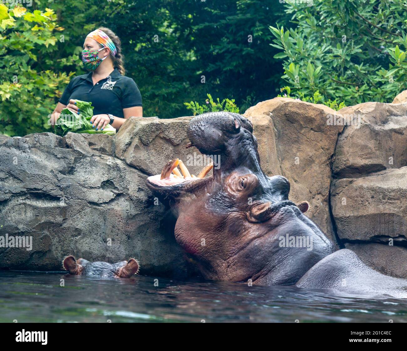 A hungry hippopotamus tries to get the attention of a zookeeper at the Cincinnati Zoo. Stock Photo