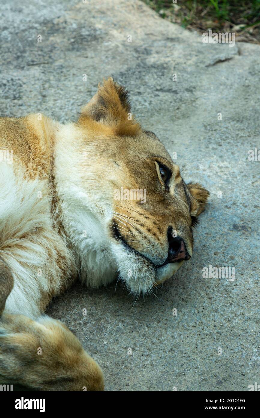 A lioness resting in a zoo. Stock Photo