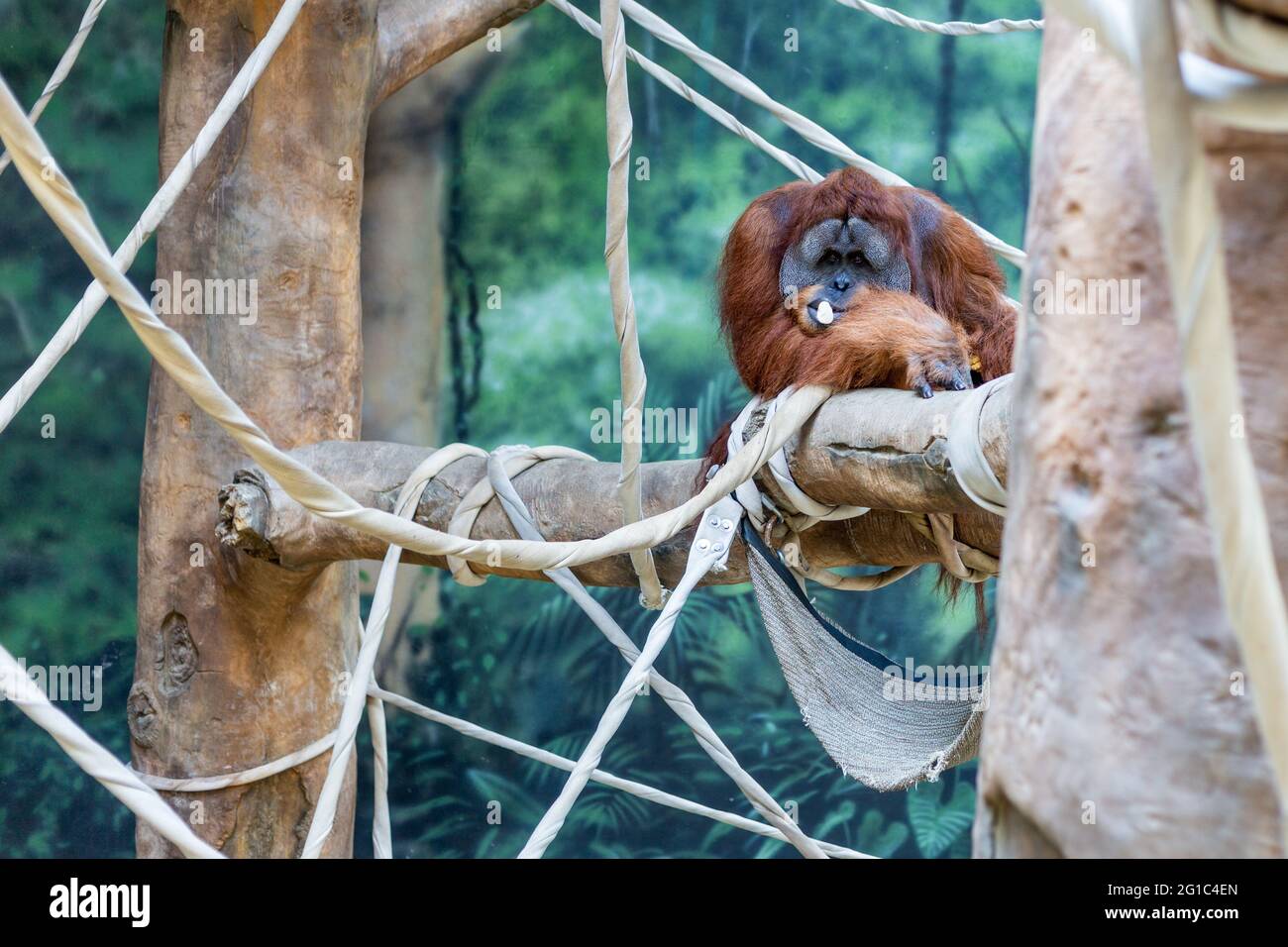 A Sumatran Orangutan rests in his enclosure at the Fort Wayne Children's Zoo. Stock Photo