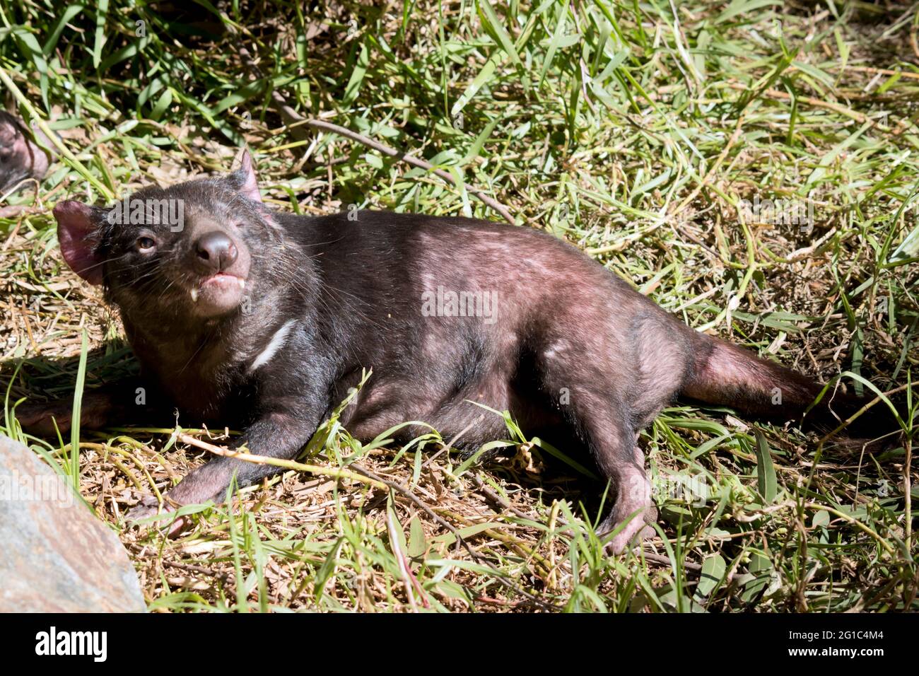 the Tasmanian devil is sniffing the air for scent Stock Photo