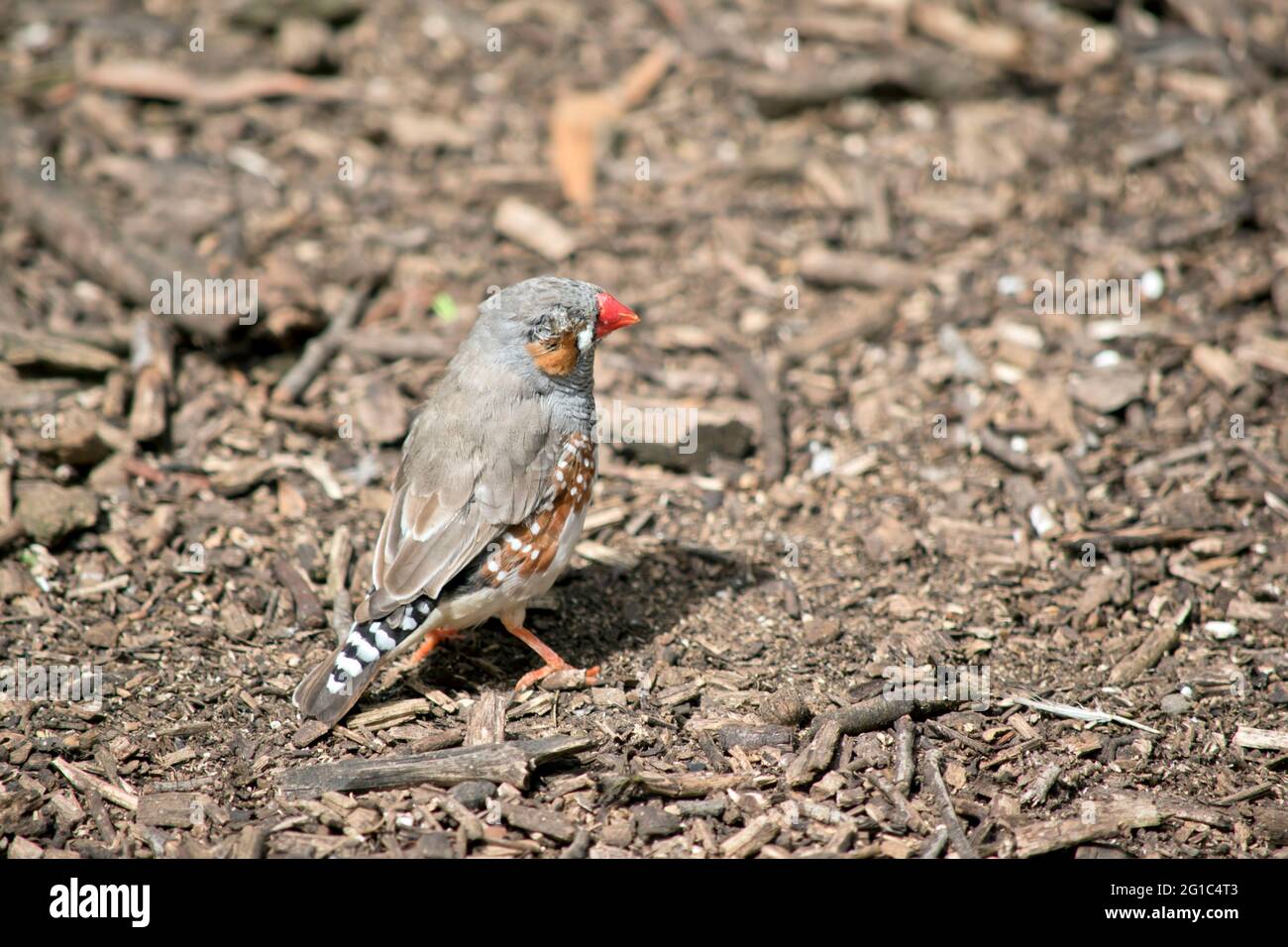 Black bird orange beak hires stock photography and images Alamy