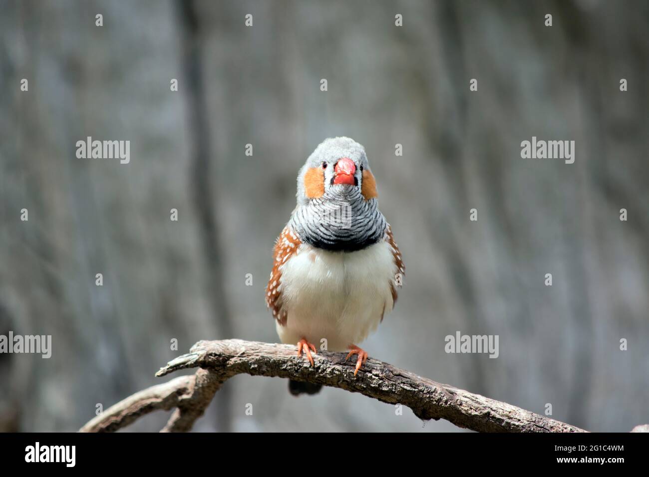 the zebra finch is a colorful bird with an orange beak, grey feather, with brown and white spots and an orange cheek Stock Photo
