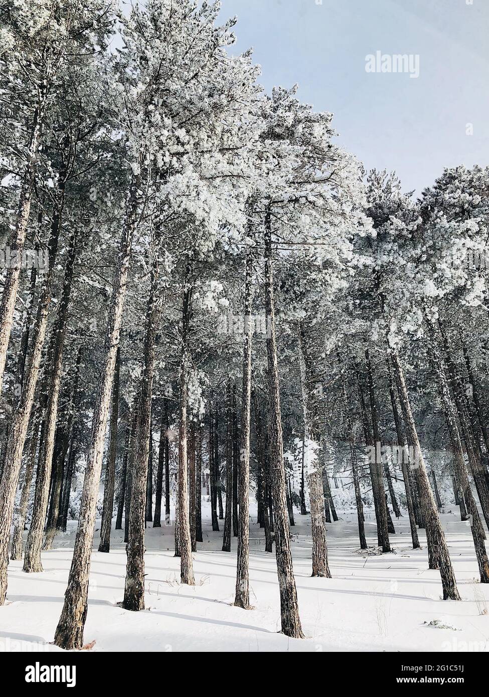 Snowy Trees Stock Photo