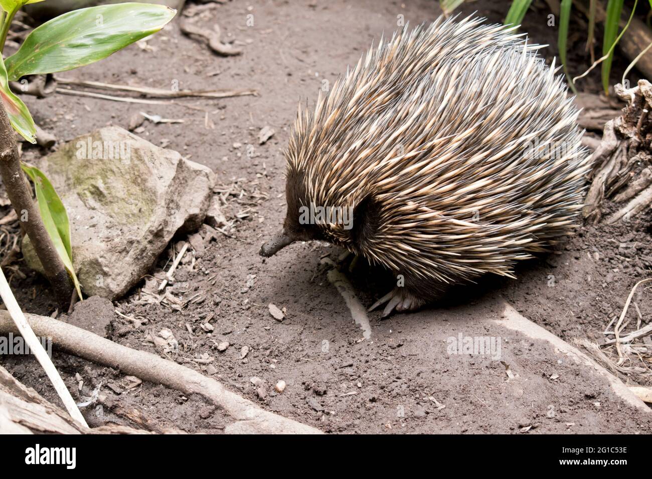 the echidna has a long pointed nose that he uses to sniff out ants Stock Photo