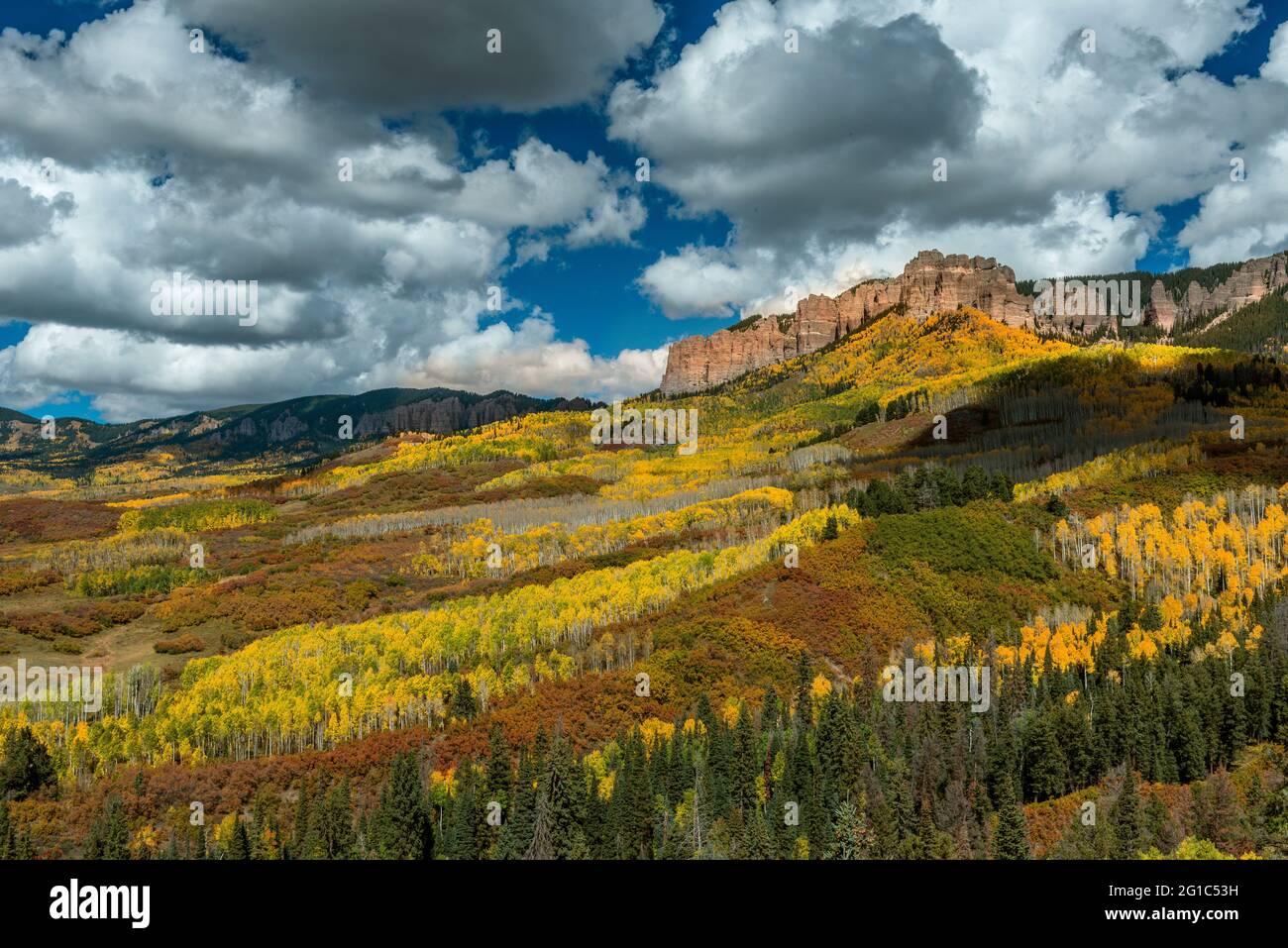 Aspen, Populus Tremula, Oak, Quercus Gambelii, Cimarron Ridge ...