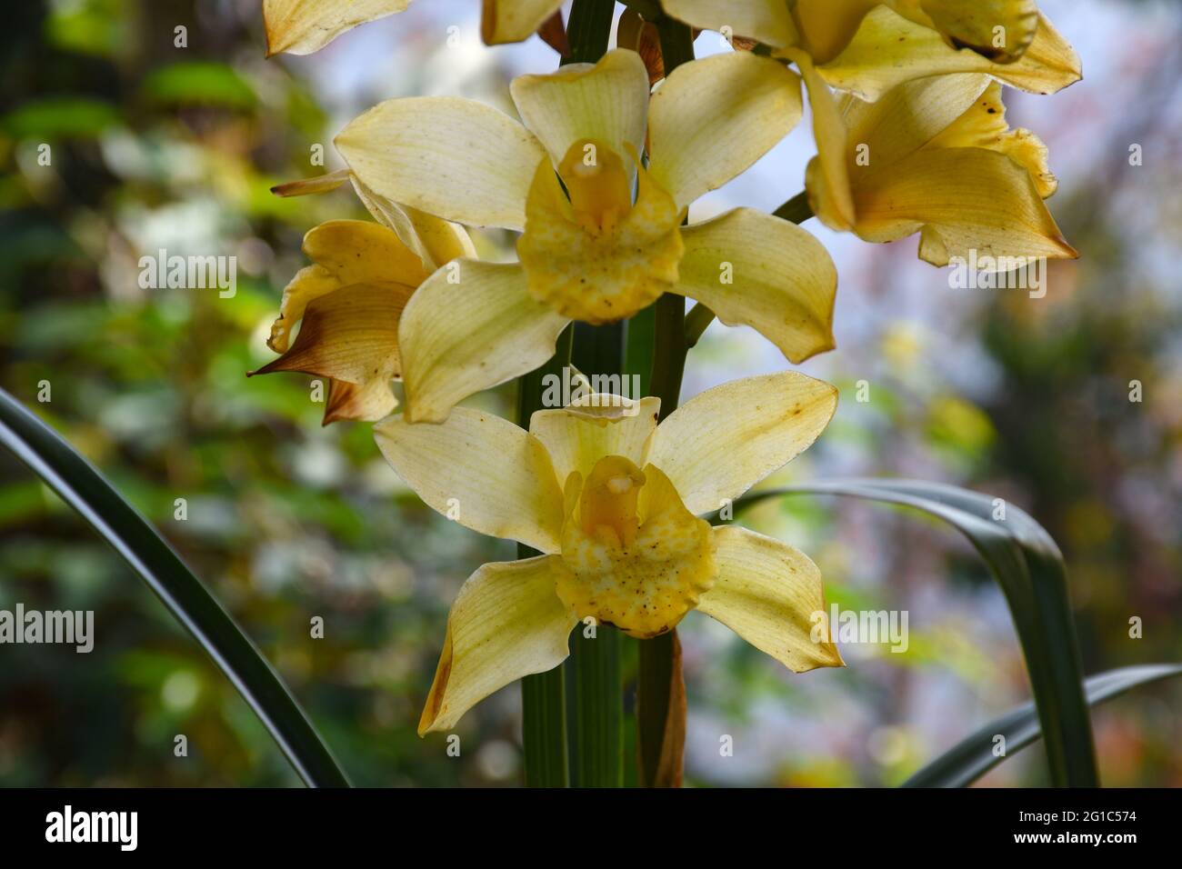 Yellow colour Cymbidium , commonly known as boat orchid Stock Photo