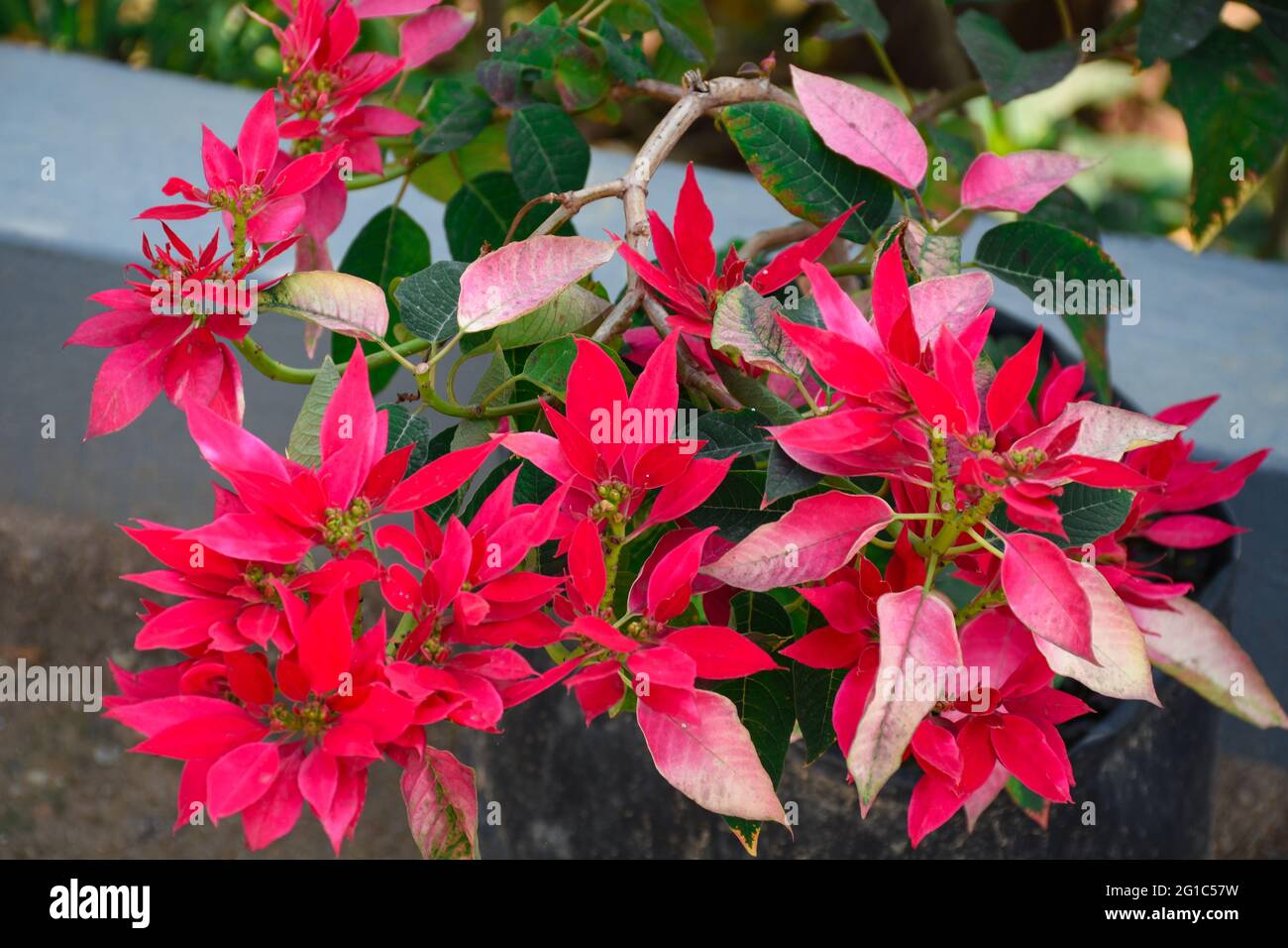 The poinsettia well known for its red and green foliage and is widely used in Christmas floral displays. Stock Photo
