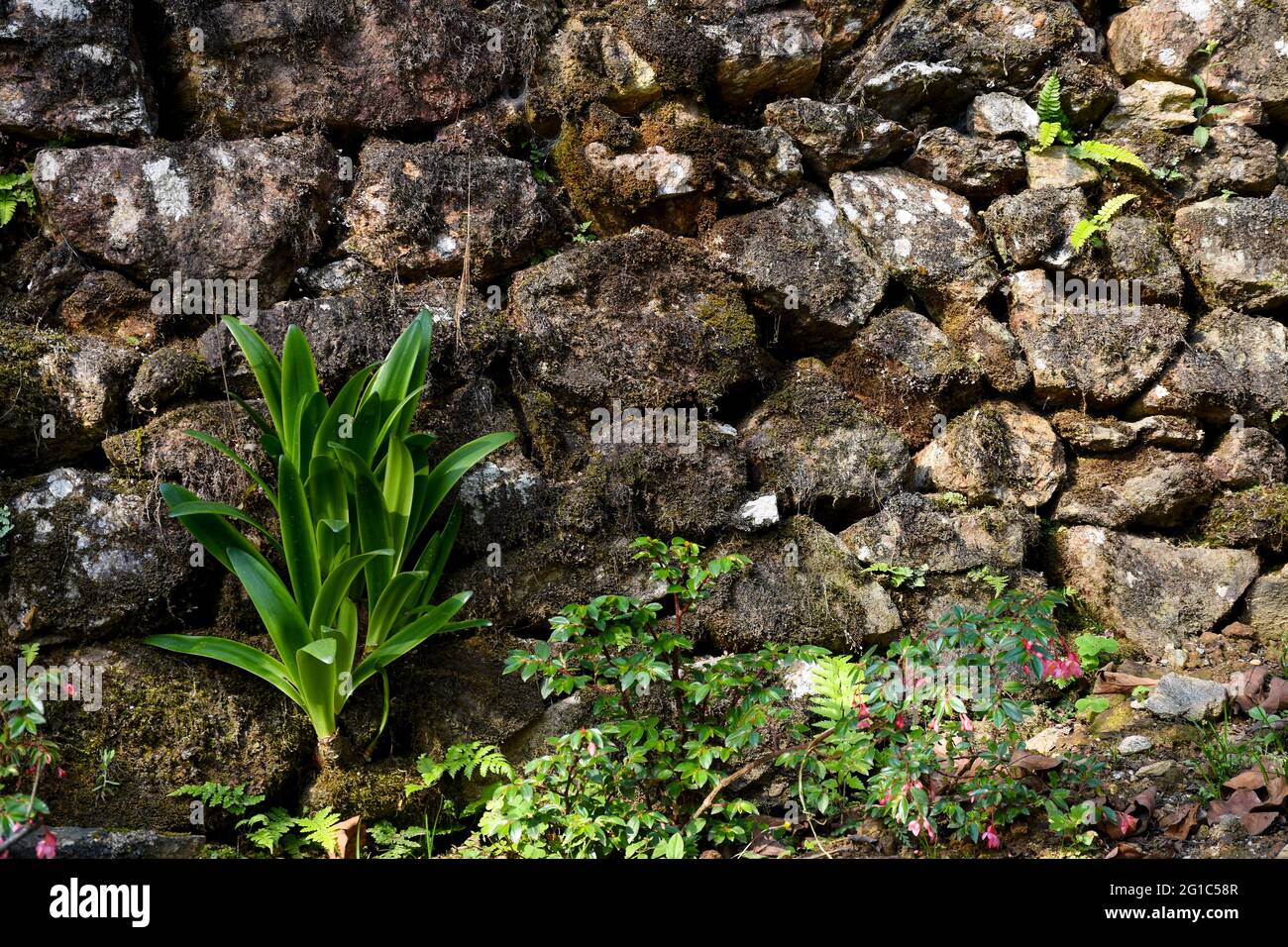 Eremurus robustus, lily plant growing on rock wall. Stock Photo