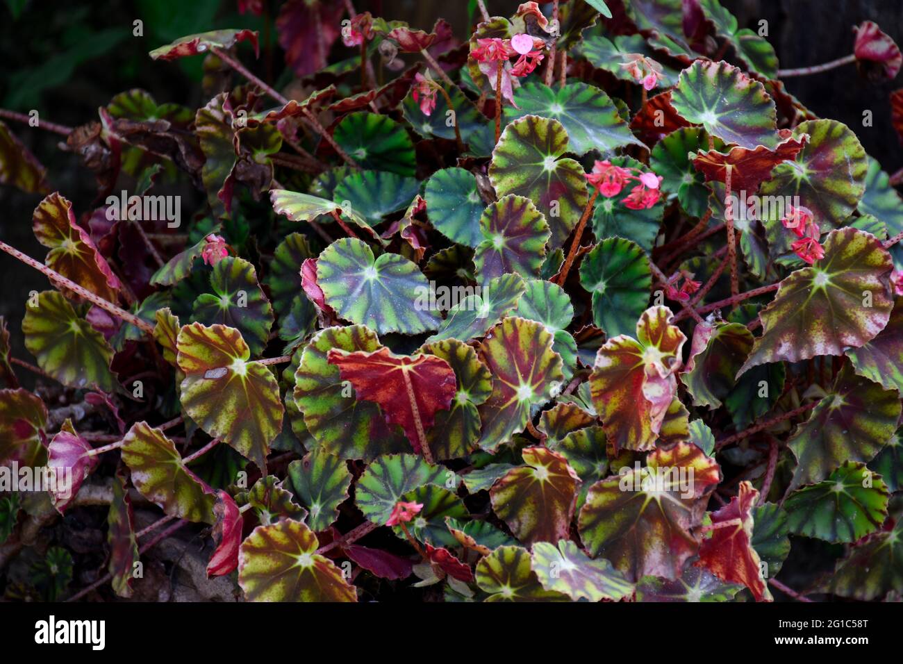 Begonia rex leaves, a mix of green, pink or burgundy, also include metallic shades of grayish silver. Stock Photo